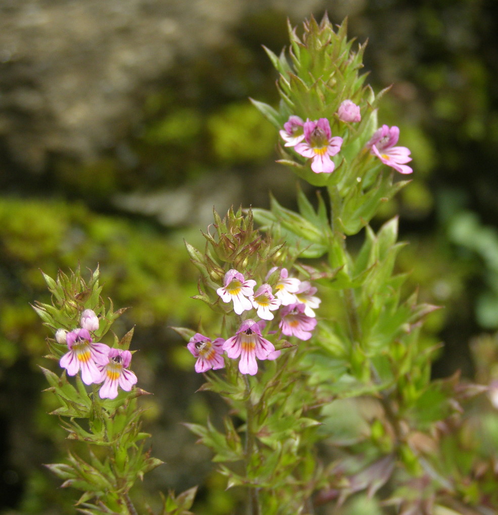 Euphrasia salisburgensis / Eufrasia di Salisburgo