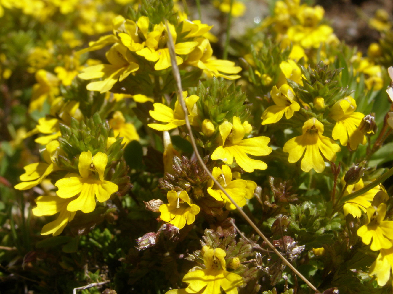 Euphrasia christii / Eufrasia di Christ