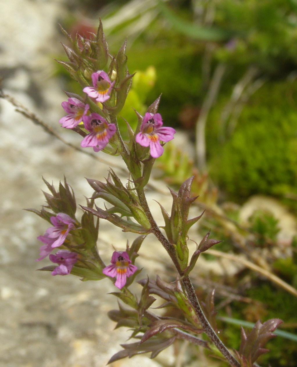 Euphrasia salisburgensis / Eufrasia di Salisburgo