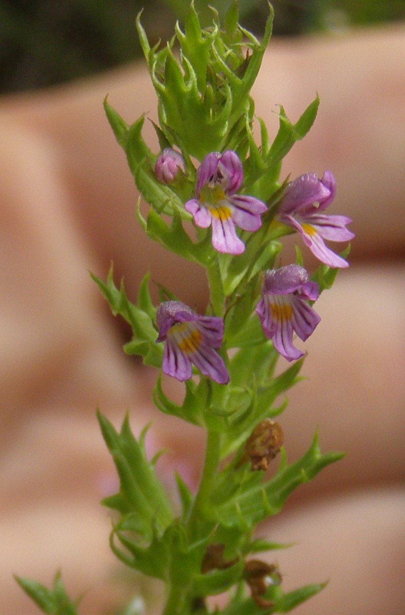 Euphrasia salisburgensis / Eufrasia di Salisburgo