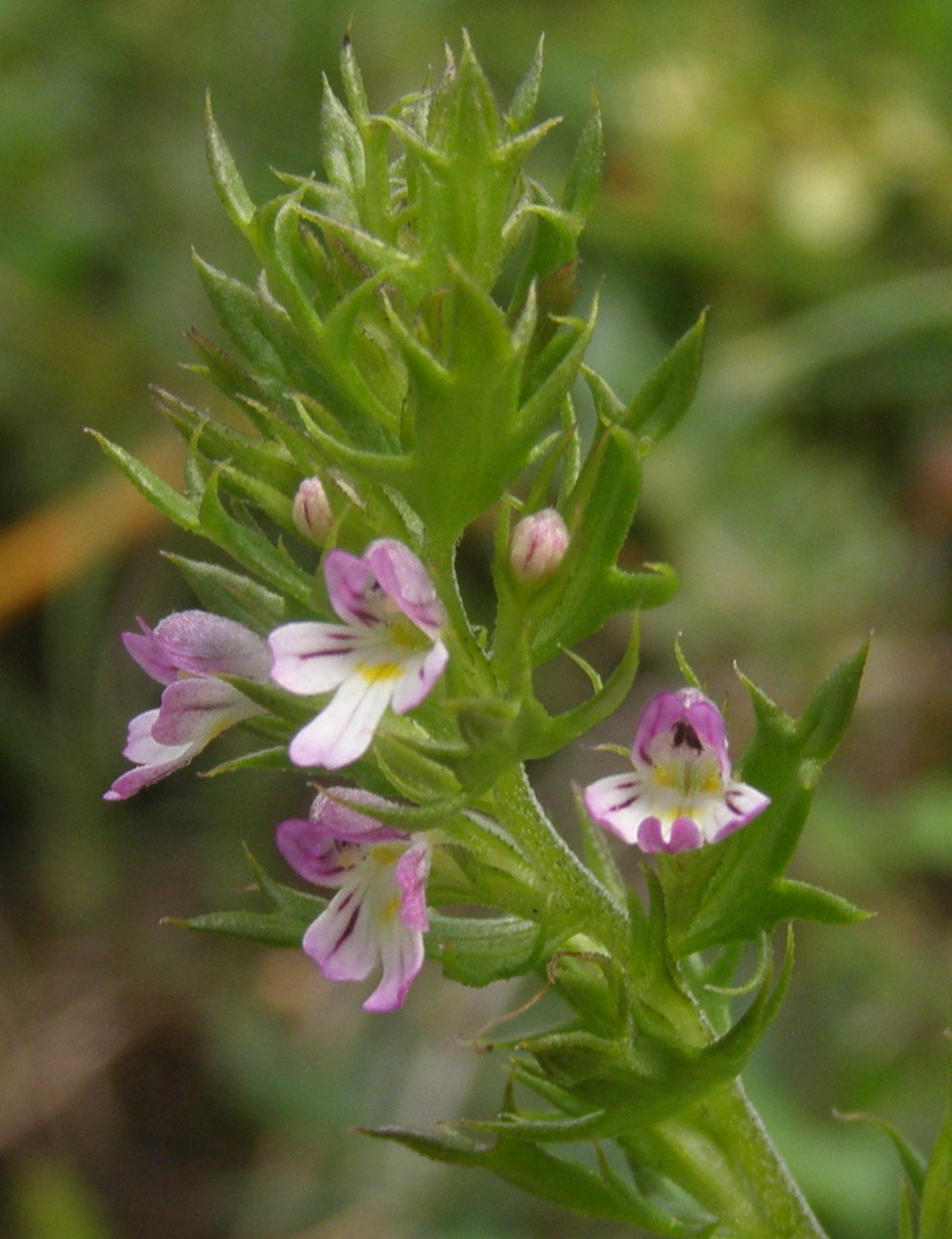 Euphrasia salisburgensis / Eufrasia di Salisburgo