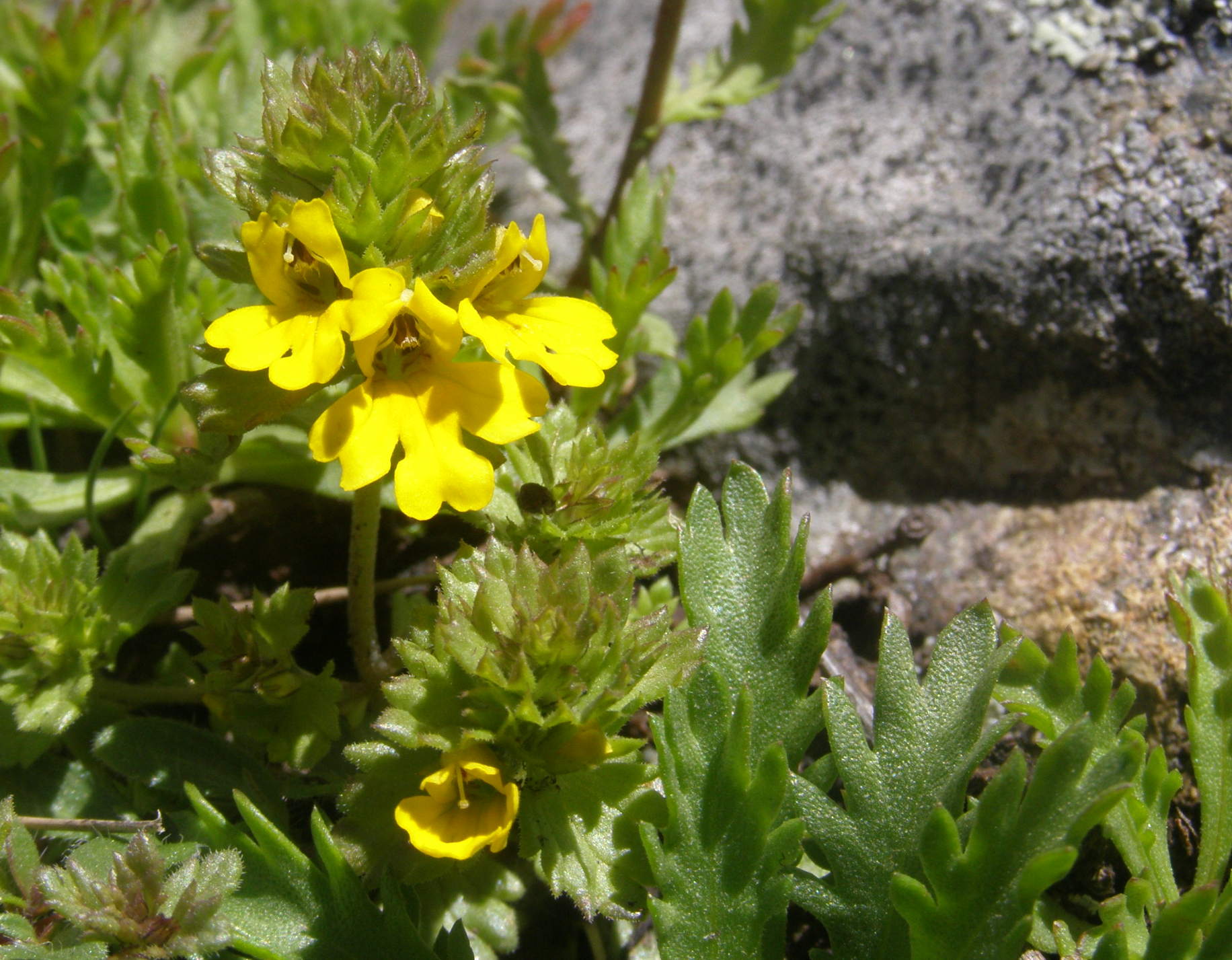 Euphrasia christii / Eufrasia di Christ