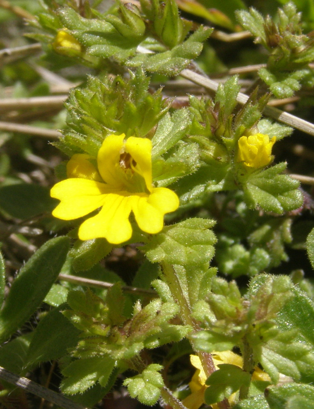 Euphrasia christii / Eufrasia di Christ