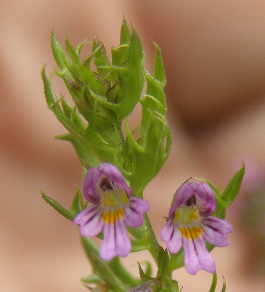 Euphrasia salisburgensis / Eufrasia di Salisburgo