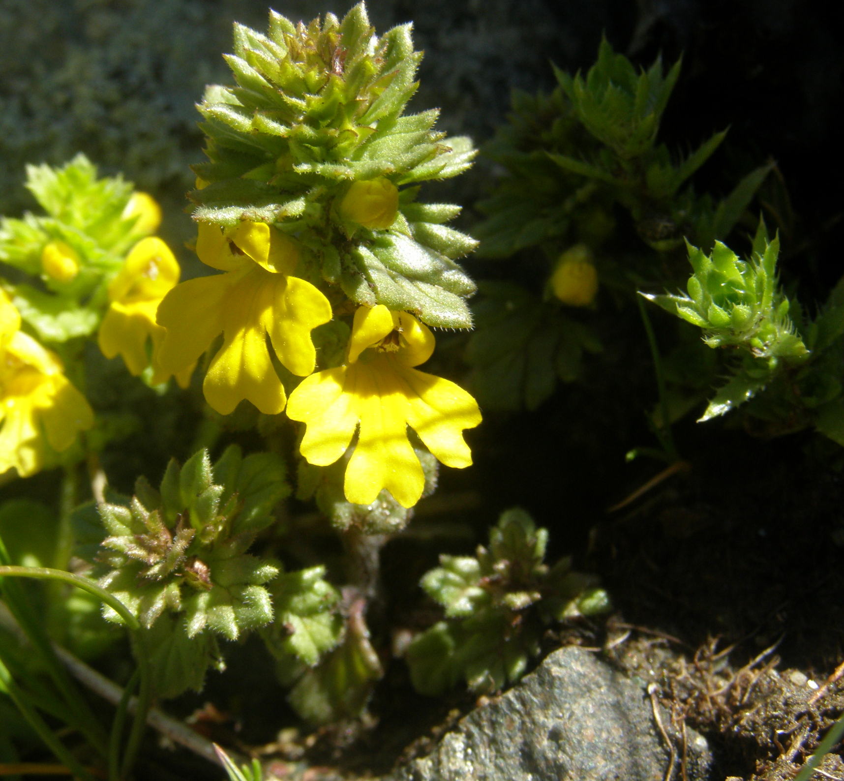 Euphrasia christii / Eufrasia di Christ