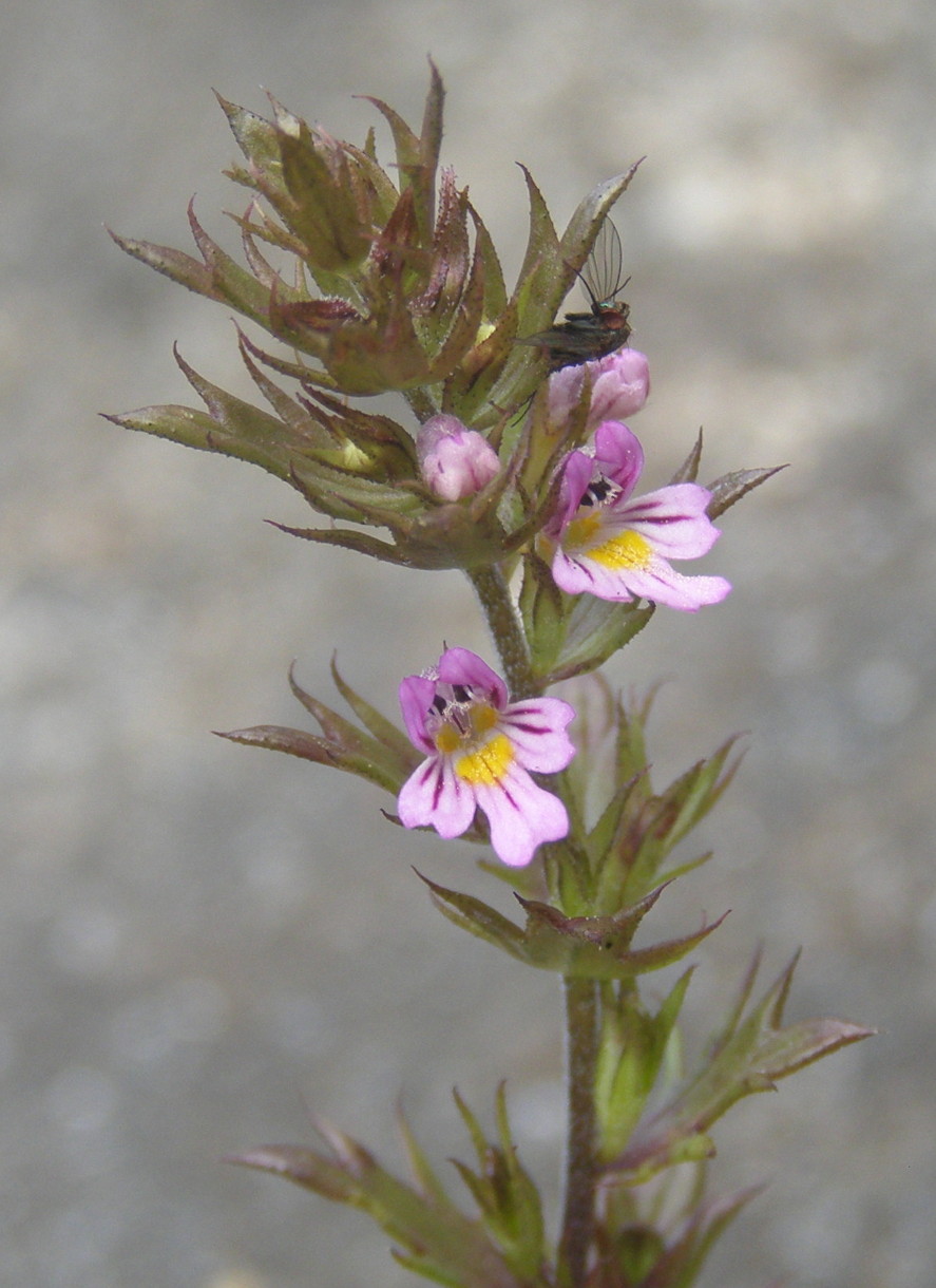 Euphrasia salisburgensis / Eufrasia di Salisburgo