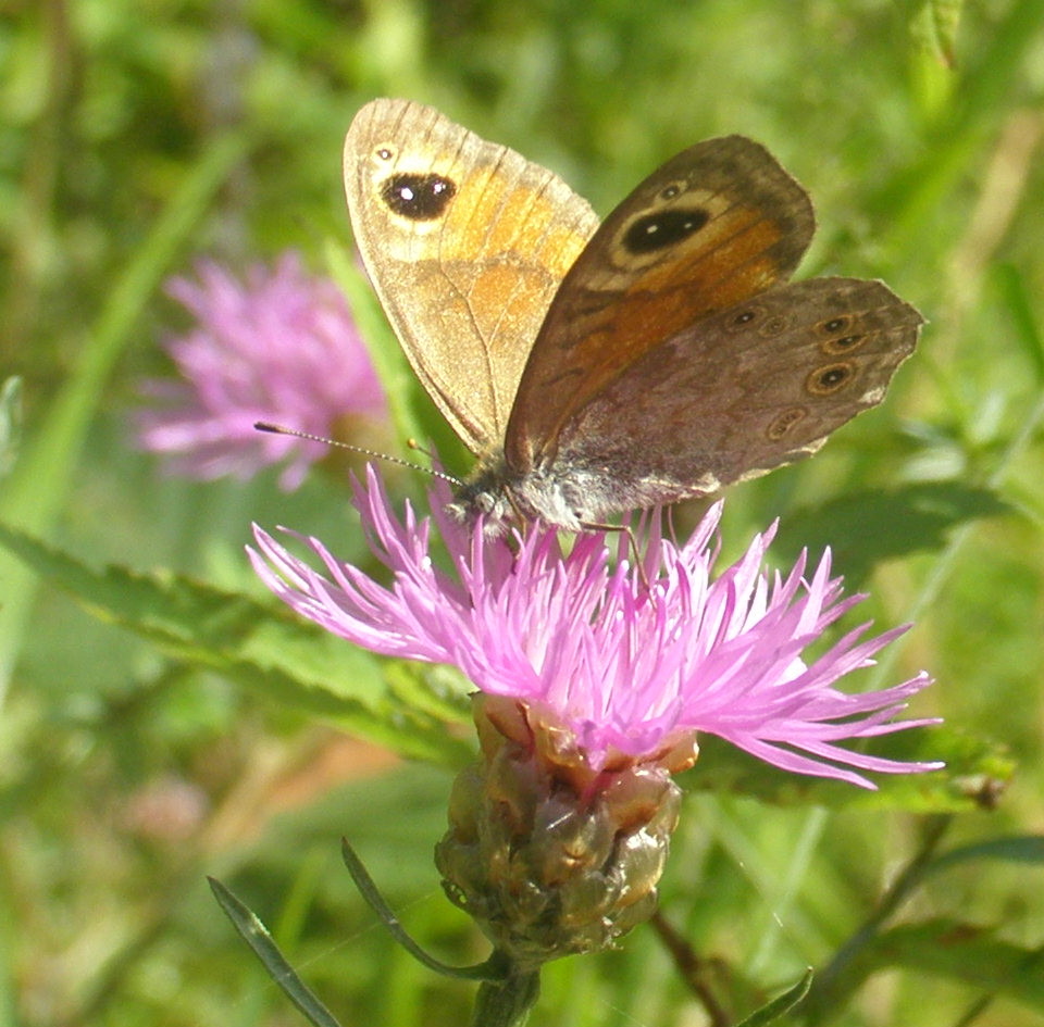 Farfalla da id - Lasiommata maera