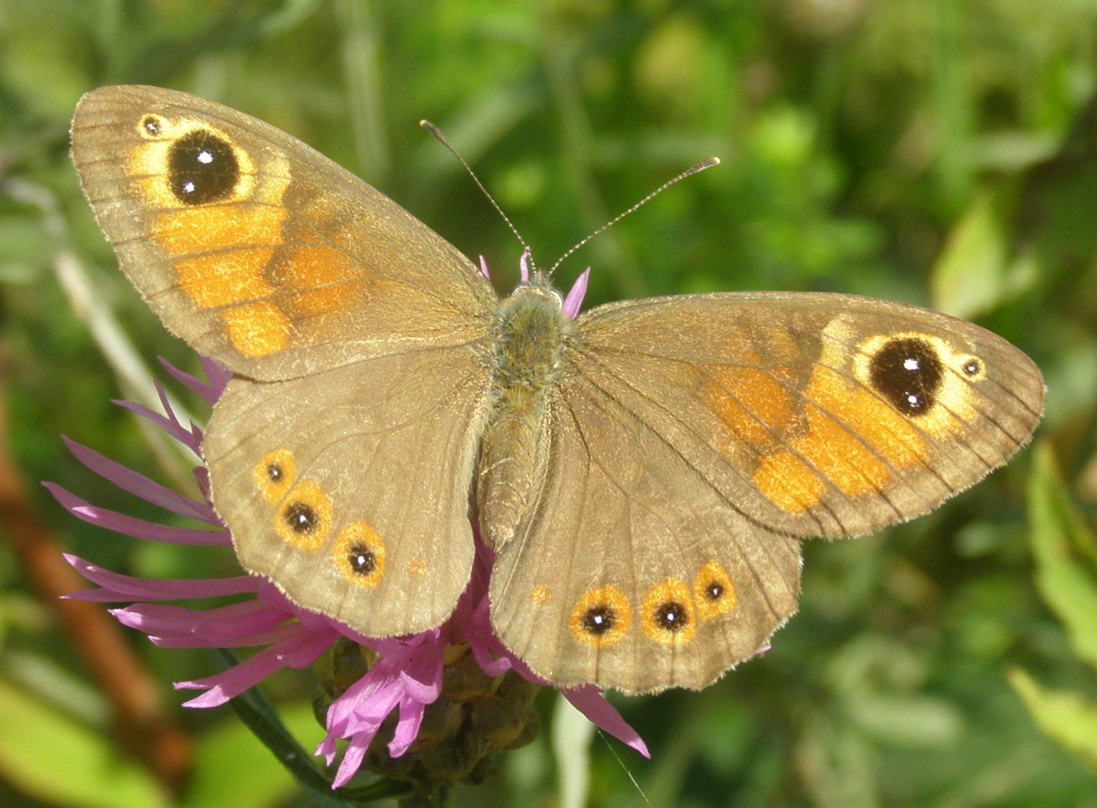 Farfalla da id - Lasiommata maera
