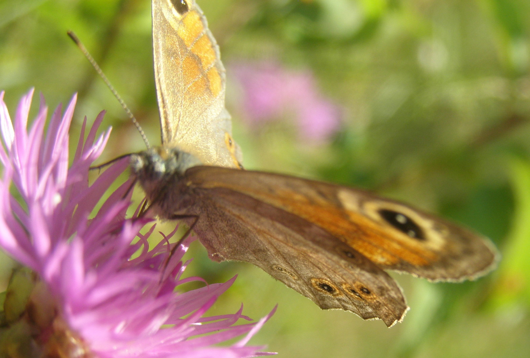 Farfalla da id - Lasiommata maera