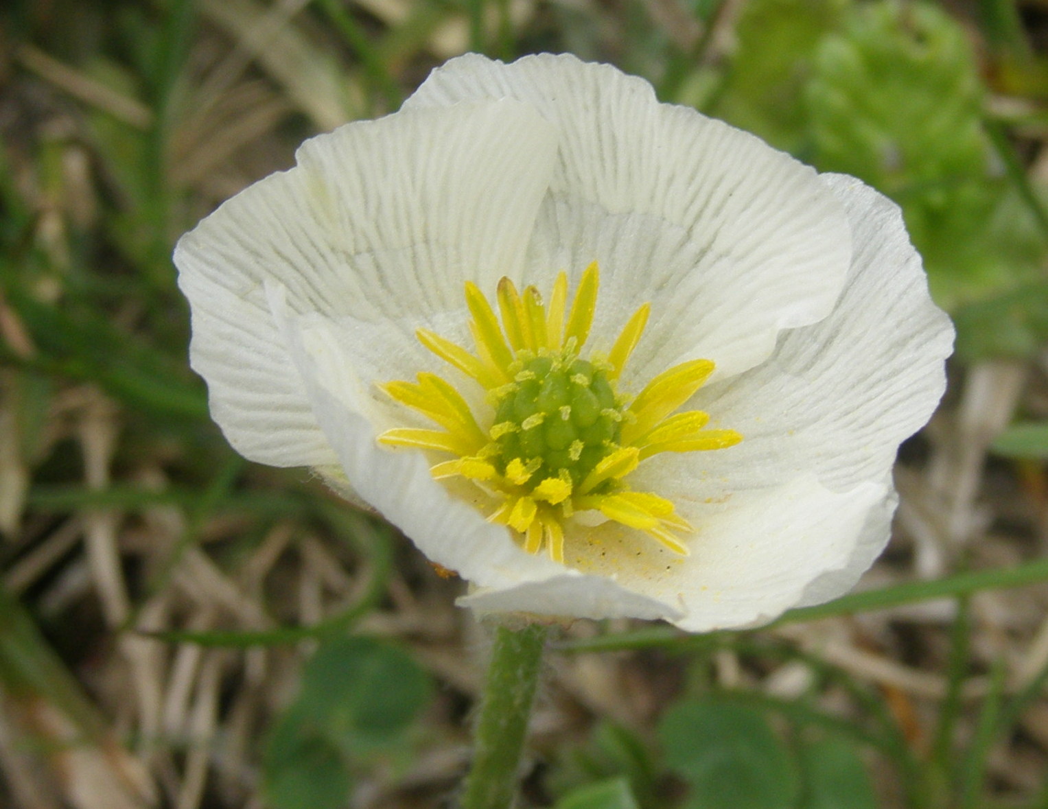 Ranunculus kuepferi / Ranuncolo dei Pirenei