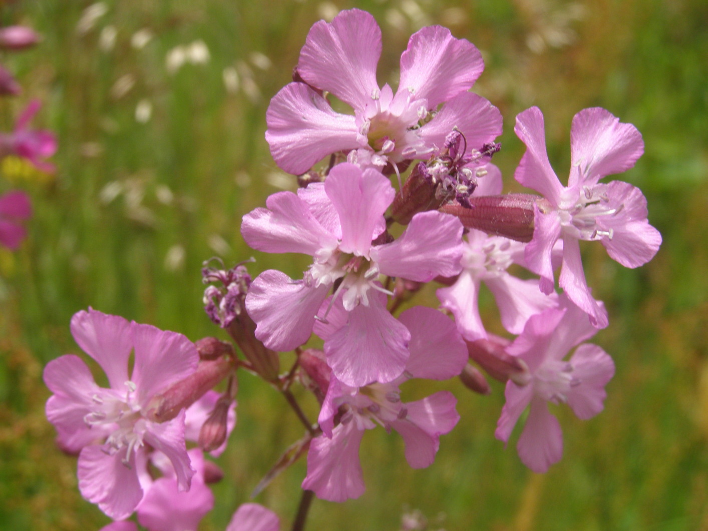 Viscaria vulgaris (=Lychnis viscaria) /Crotonella vischiosa