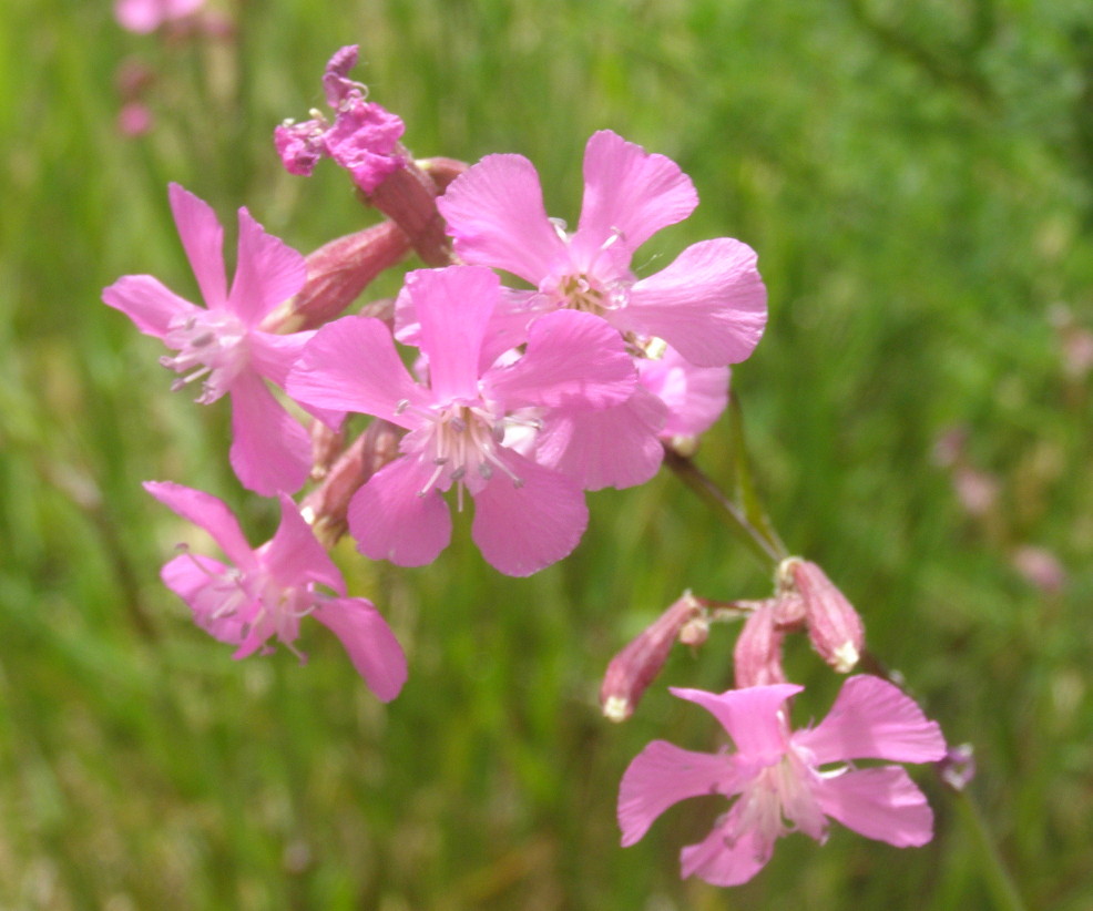 Viscaria vulgaris (=Lychnis viscaria) /Crotonella vischiosa