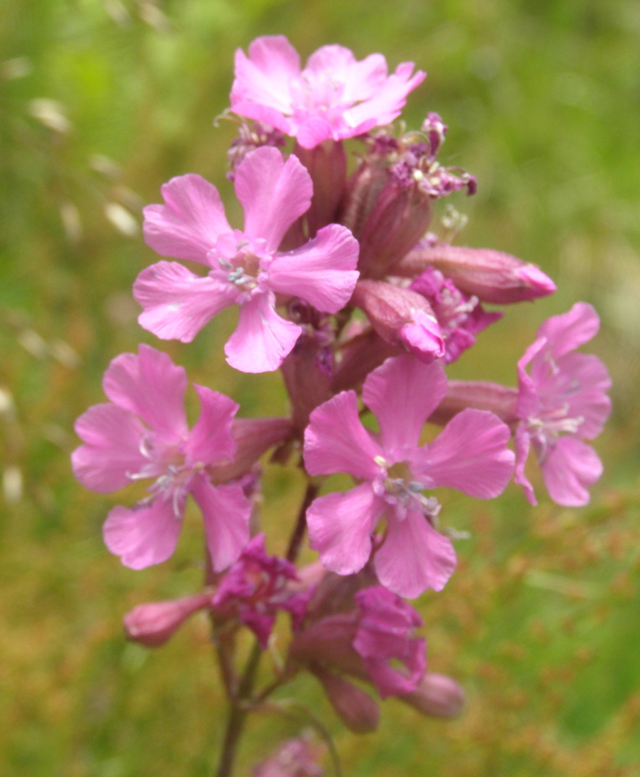 Viscaria vulgaris (=Lychnis viscaria) /Crotonella vischiosa