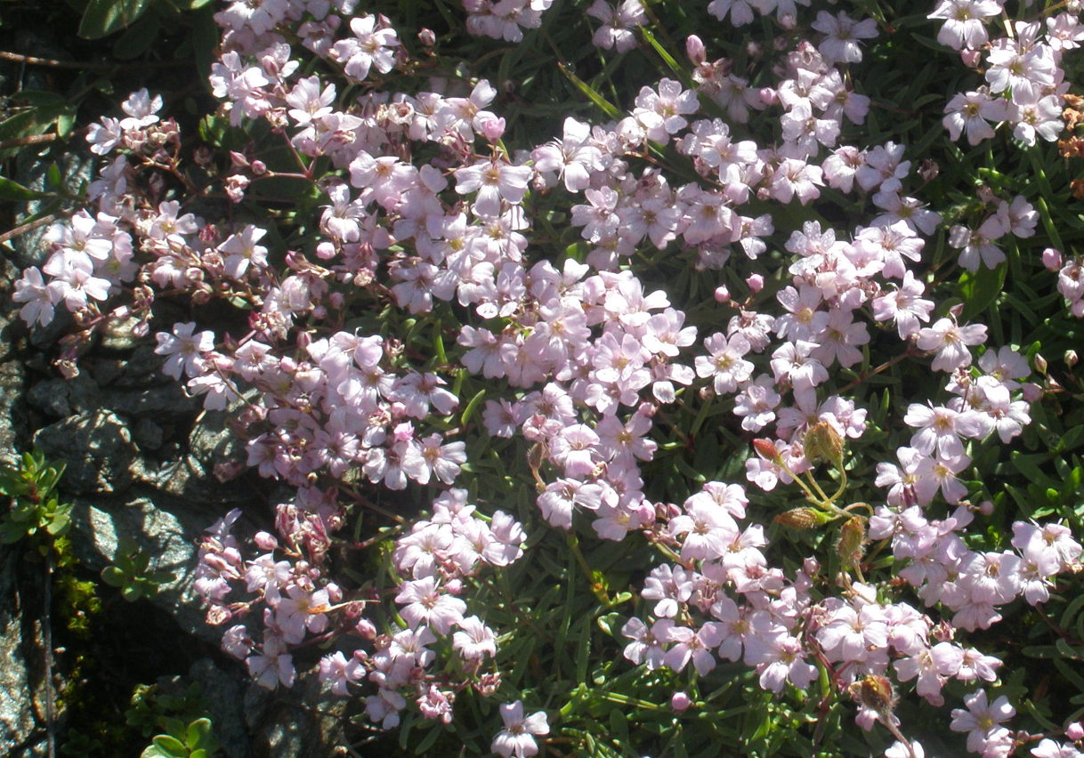 Gypsophila repens