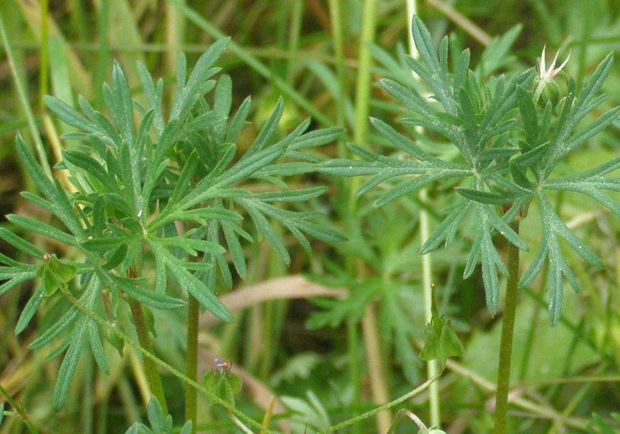 Geranium columbinum / Geranio colombino