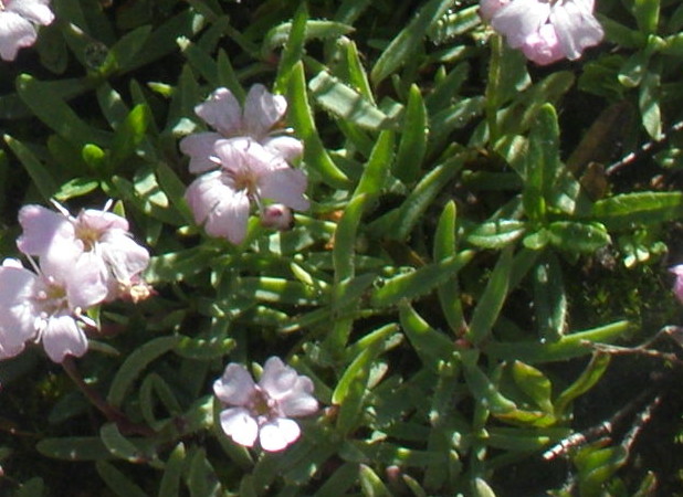 Gypsophila repens