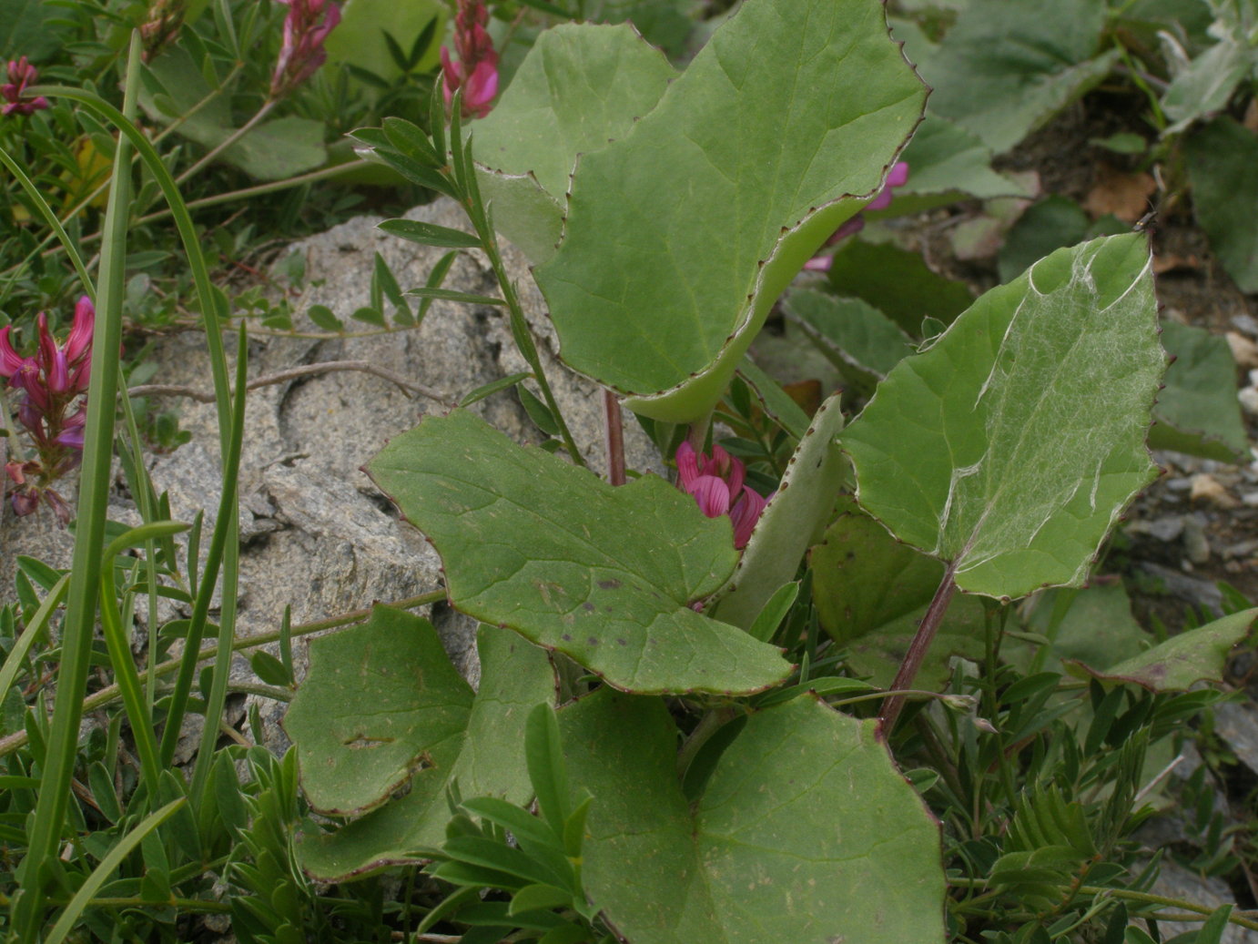 Foglie di Tussilago farfara