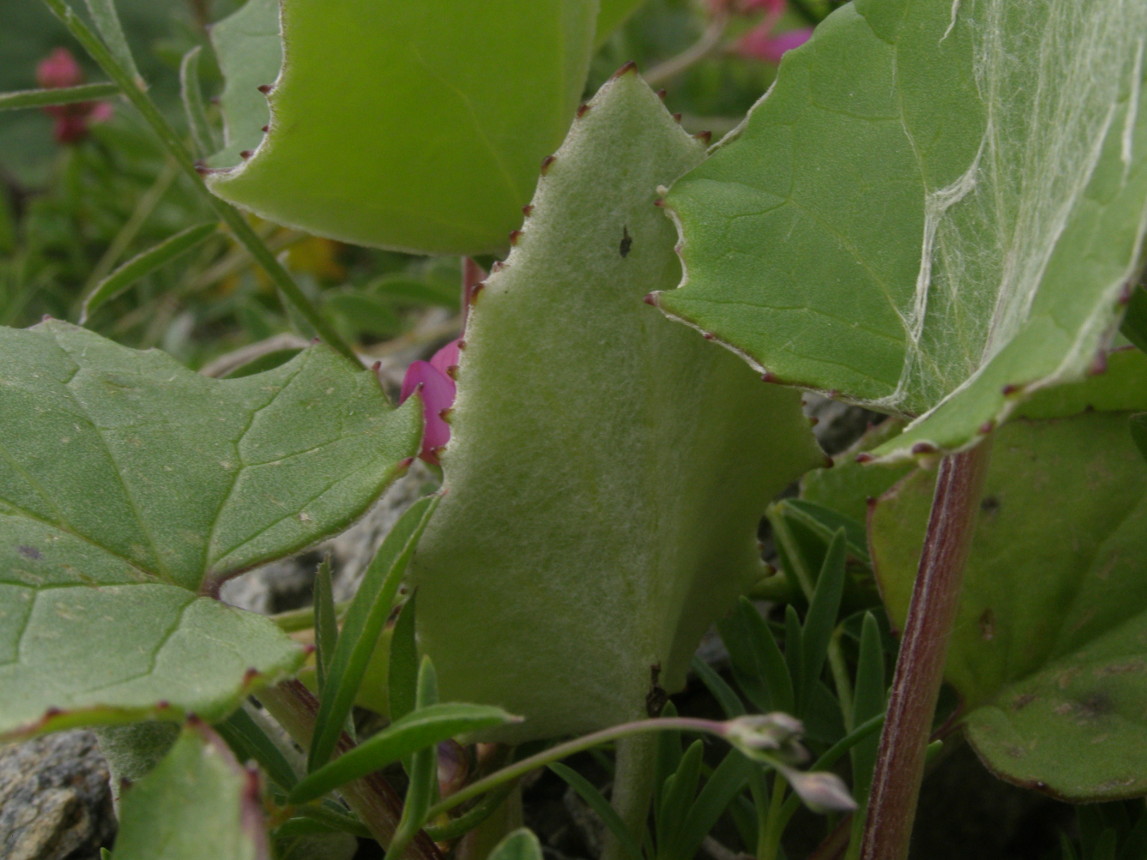 Foglie di Tussilago farfara
