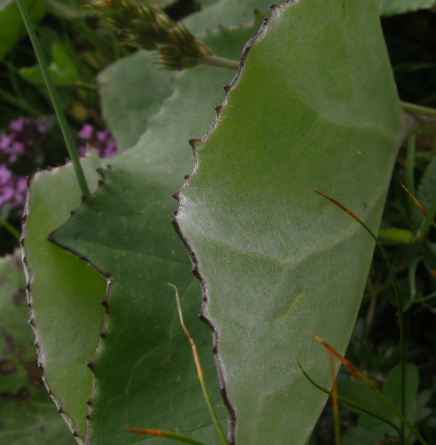 Foglie di Tussilago farfara
