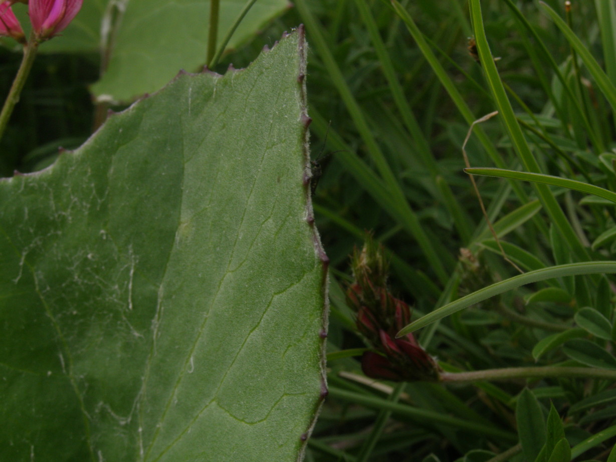 Foglie di Tussilago farfara
