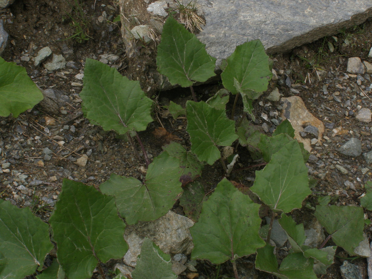 Foglie di Tussilago farfara