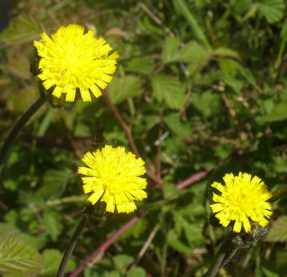 Hieracium gr. piloselloides