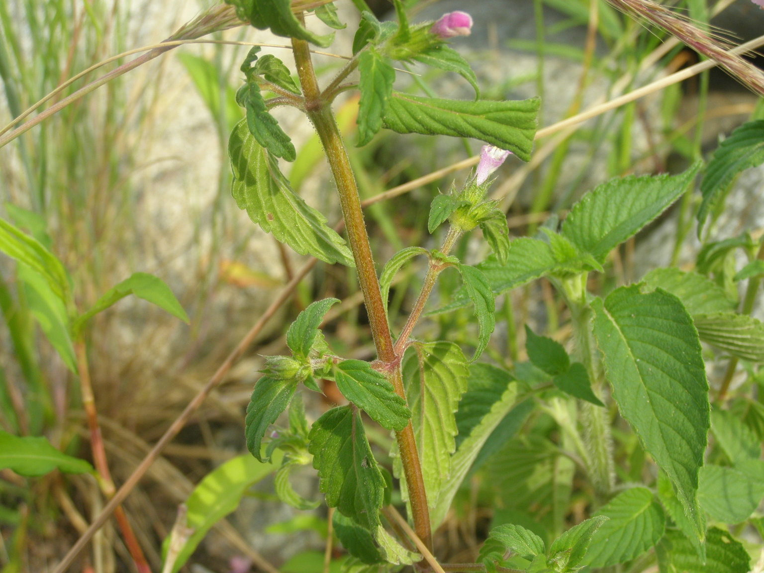 Galeopsis ladanum / Canapetta violacea