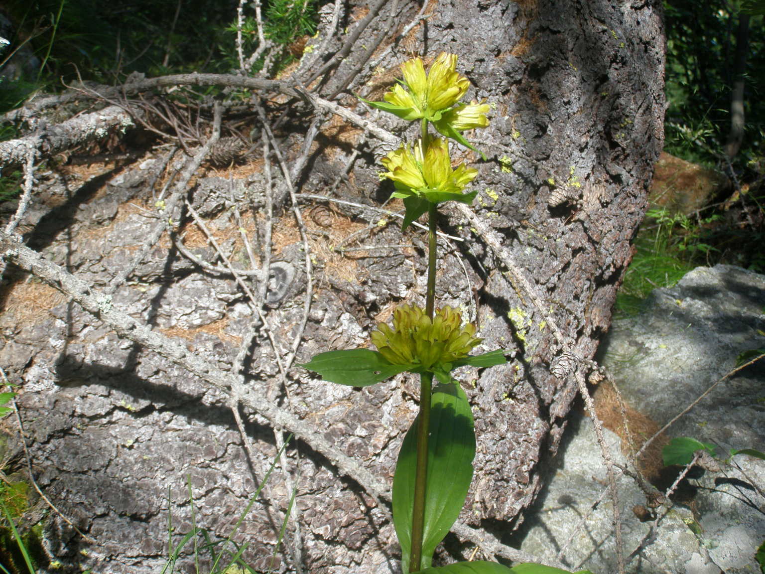 colorazione di Gentiana punctata