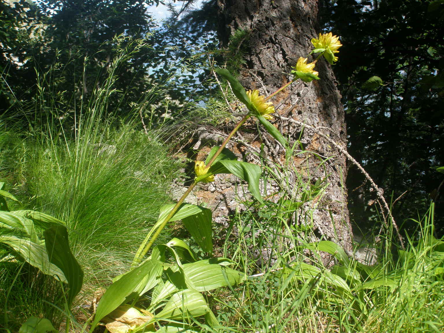 colorazione di Gentiana punctata