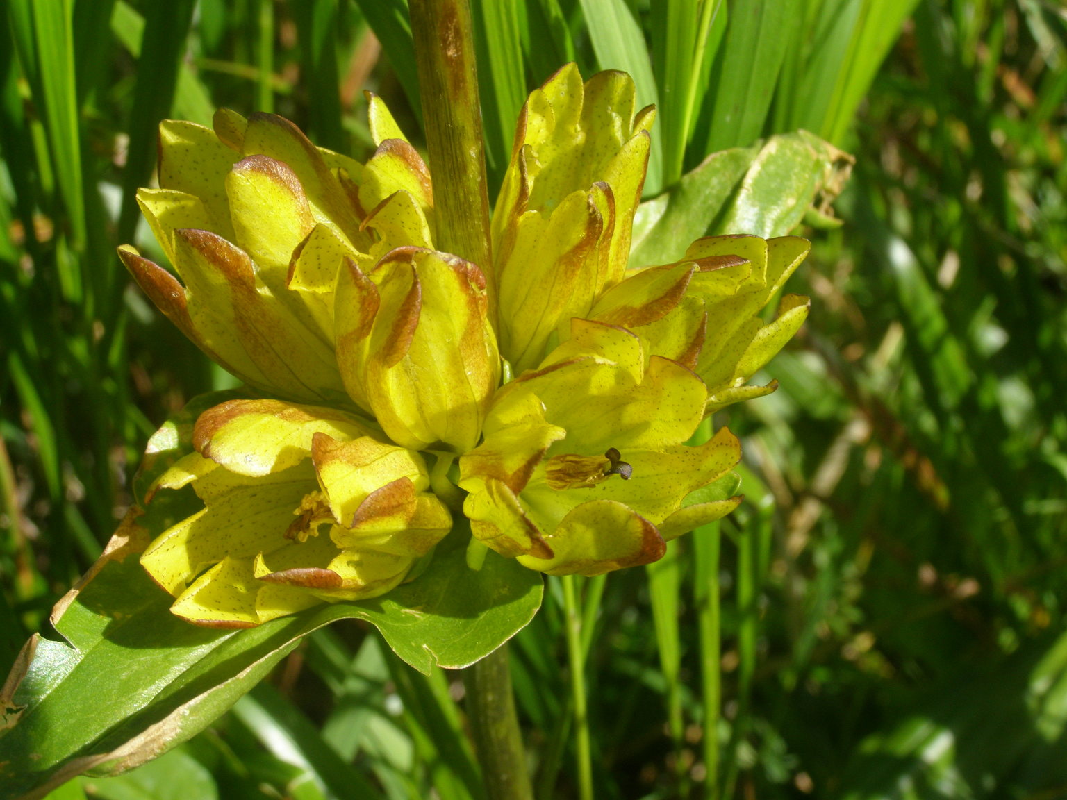 colorazione di Gentiana punctata