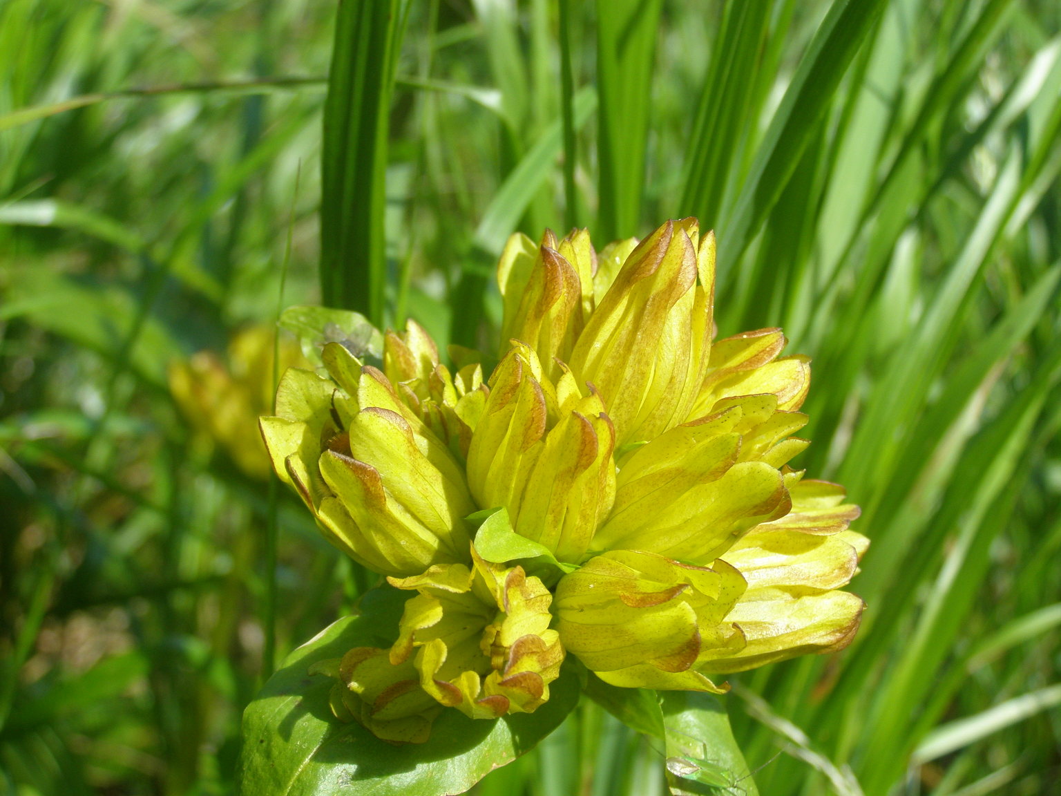 colorazione di Gentiana punctata