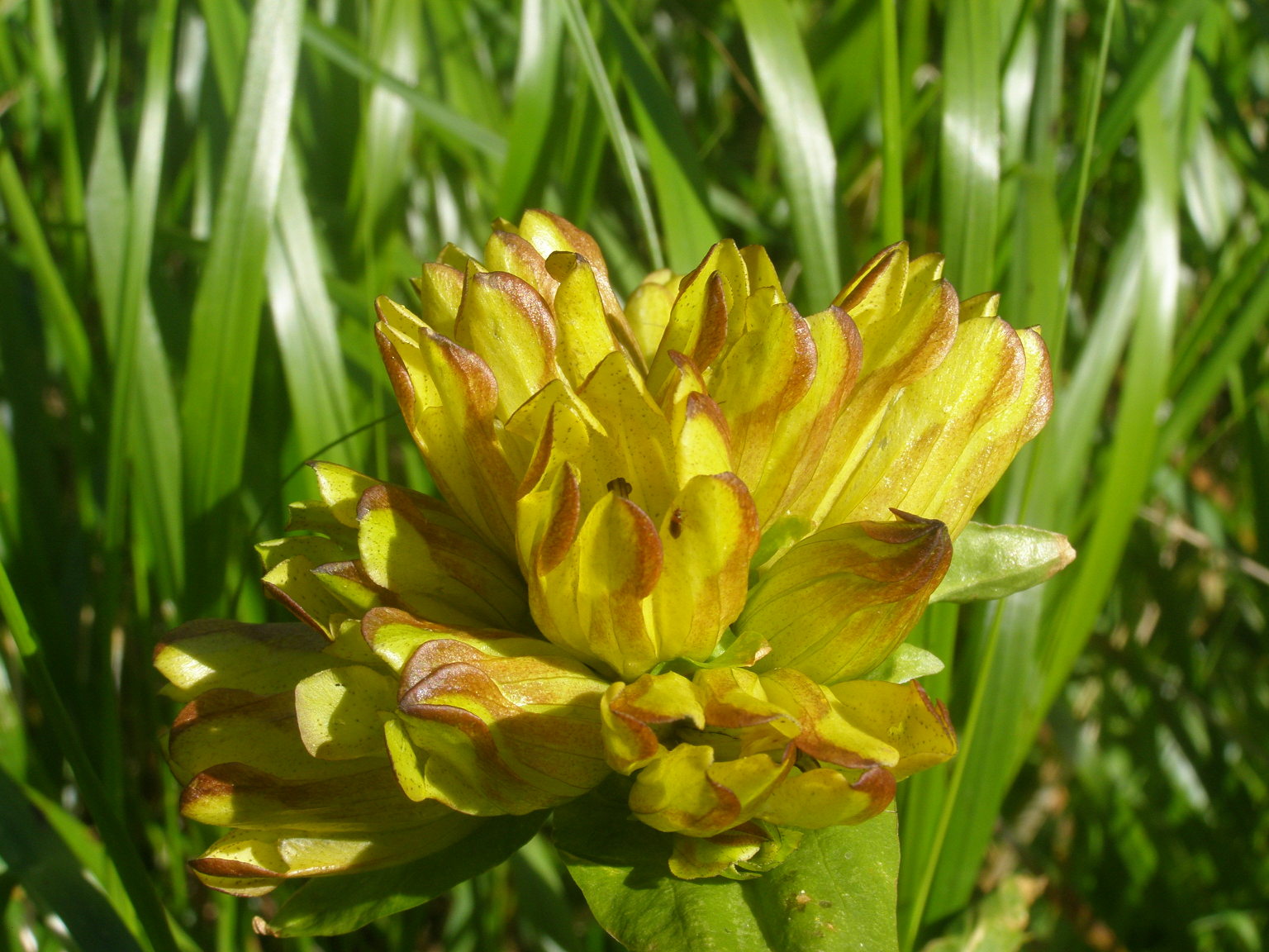 colorazione di Gentiana punctata