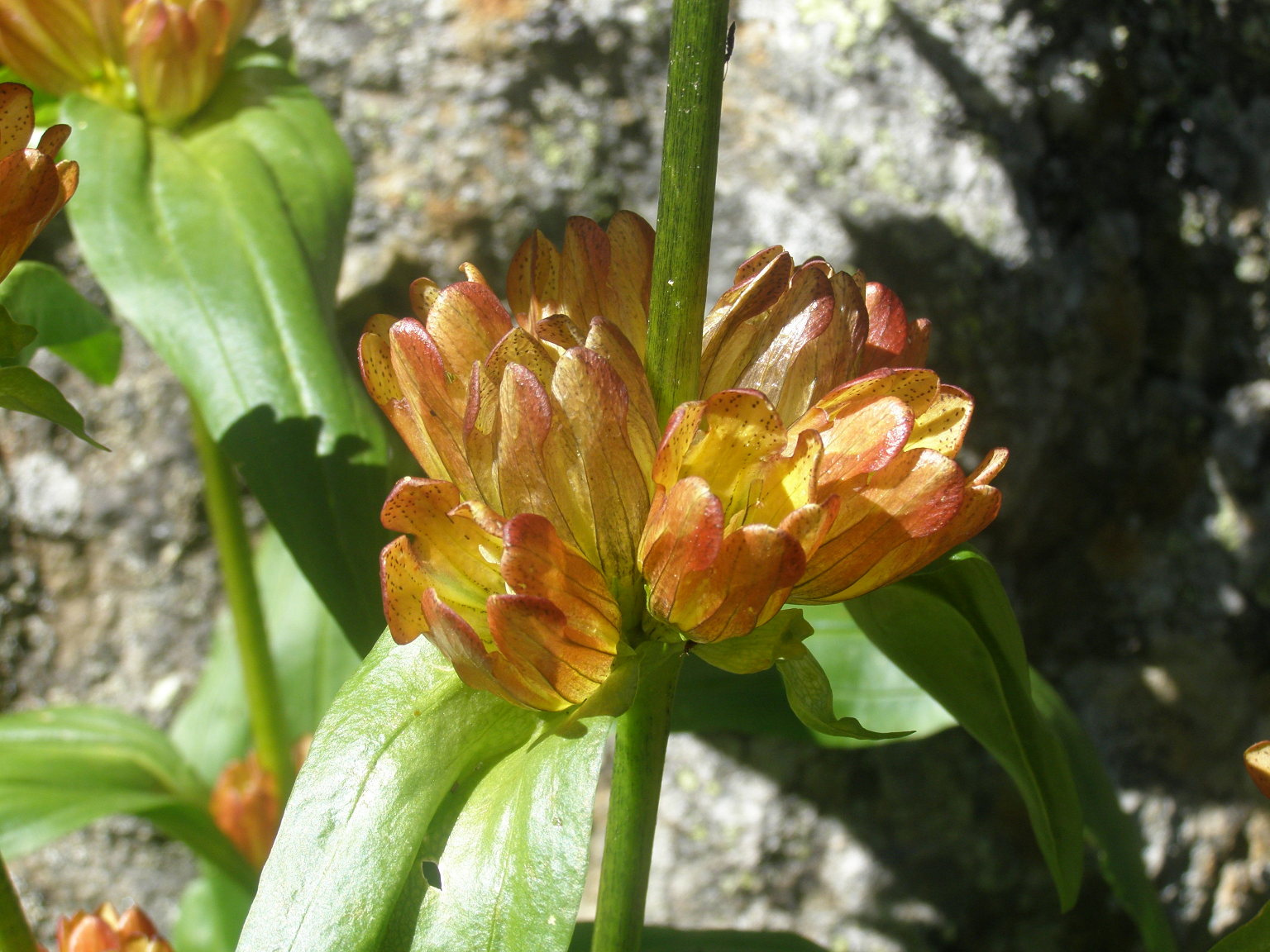 colorazione di Gentiana punctata