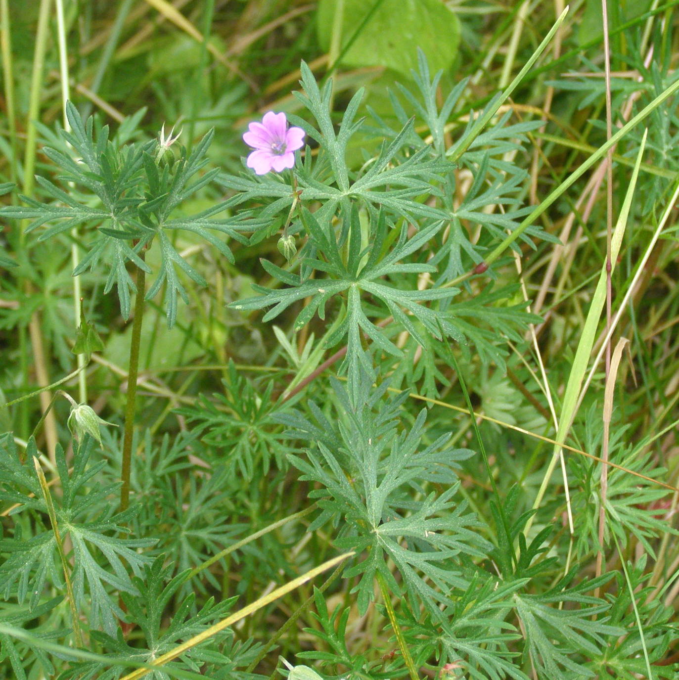 Geranium columbinum / Geranio colombino