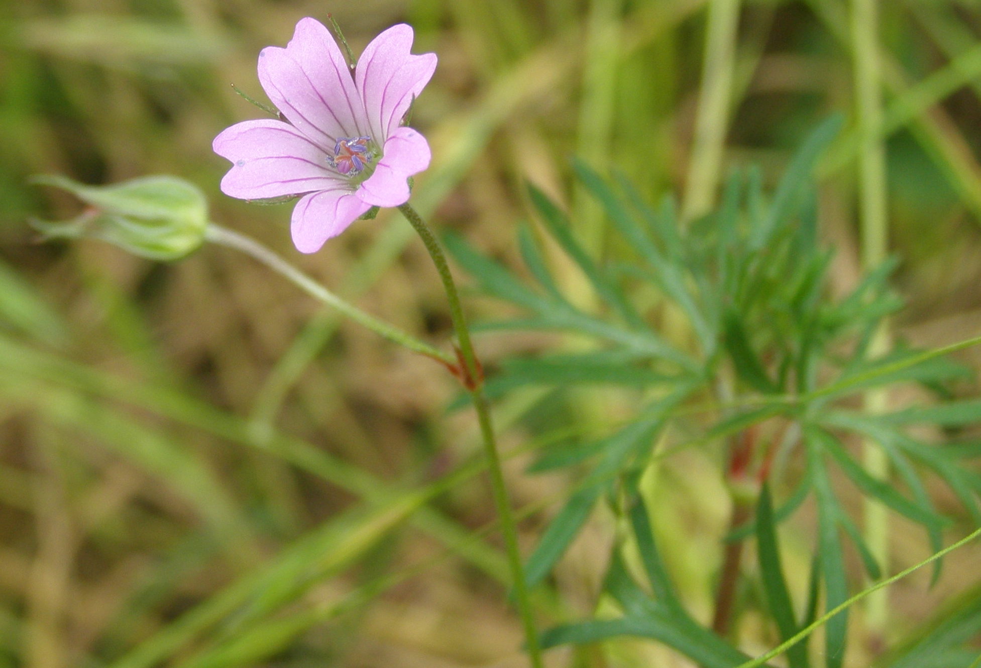 Geranium columbinum / Geranio colombino