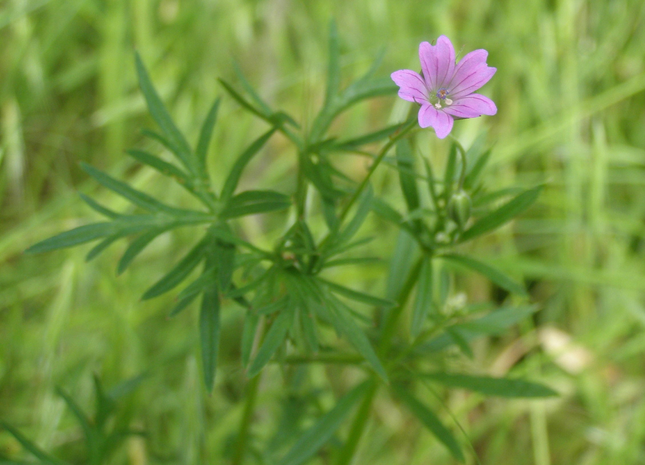 Geranium columbinum / Geranio colombino