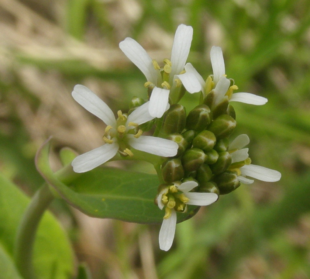 Fourraea alpina (=Arabis pauciflora) / Arabetta glauca
