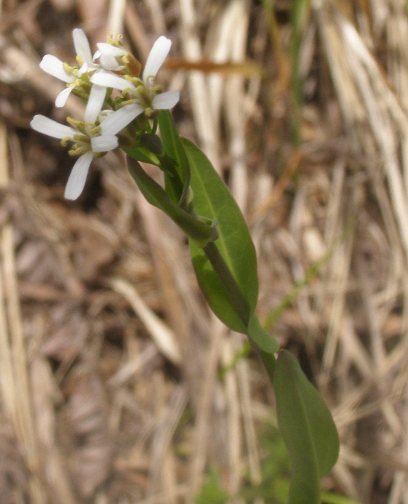 Fourraea alpina (=Arabis pauciflora) / Arabetta glauca