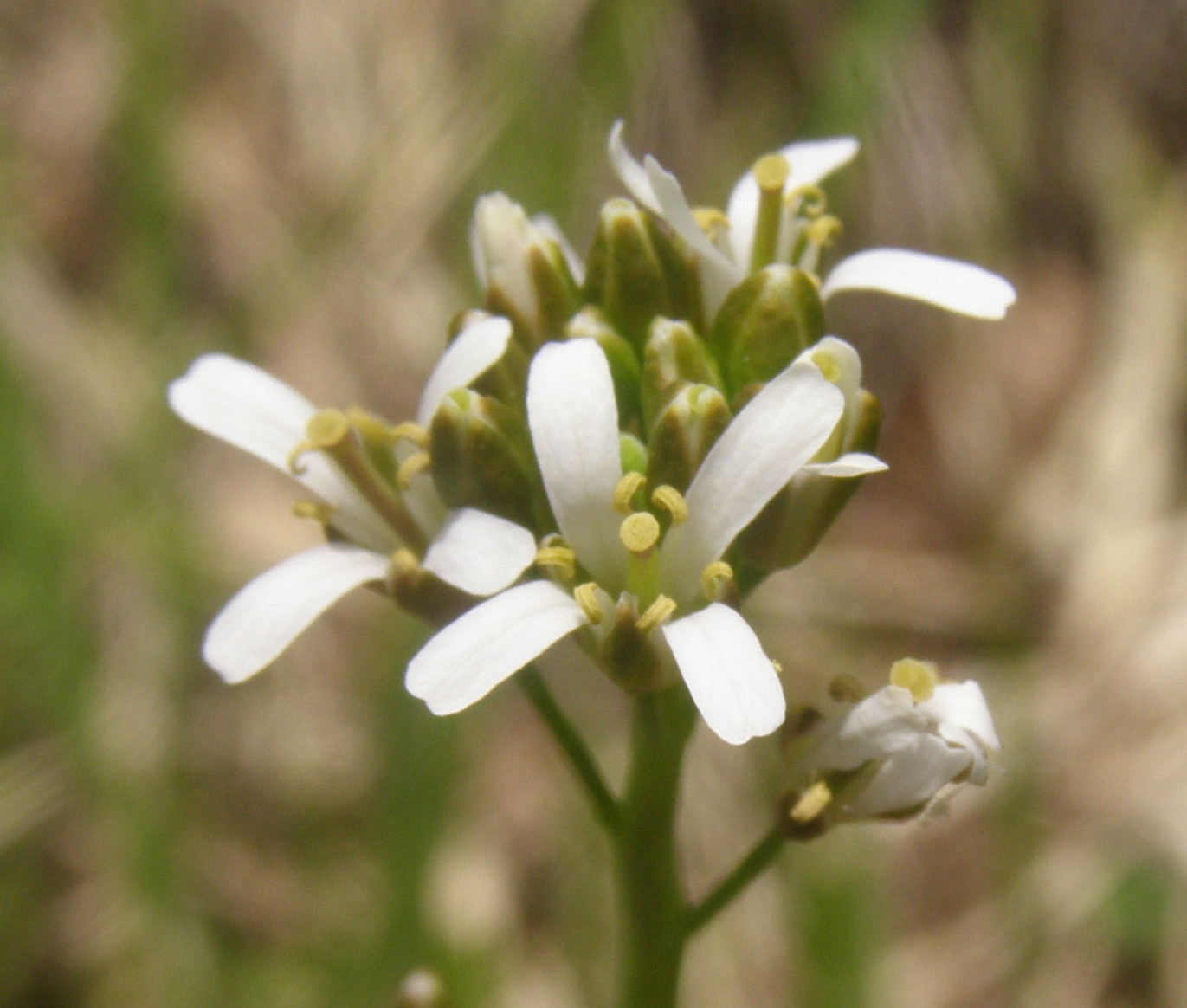 Fourraea alpina (=Arabis pauciflora) / Arabetta glauca