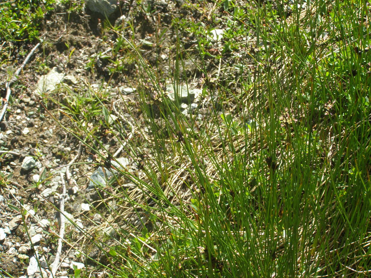 Juncus jacquinii / Giunco di Jacquin