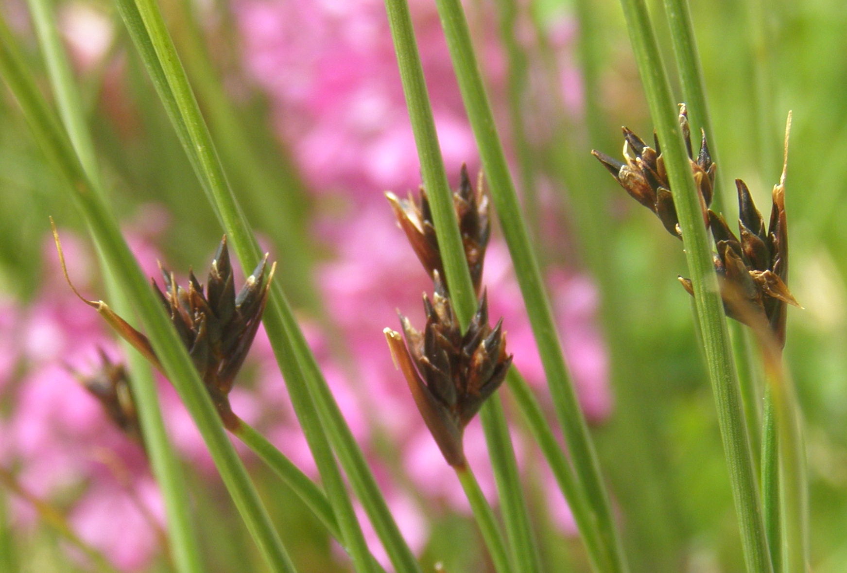 Juncus jacquinii / Giunco di Jacquin
