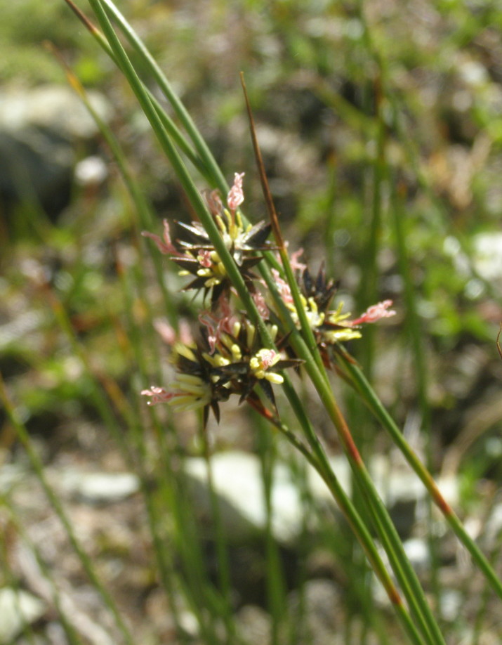 Juncus jacquinii / Giunco di Jacquin