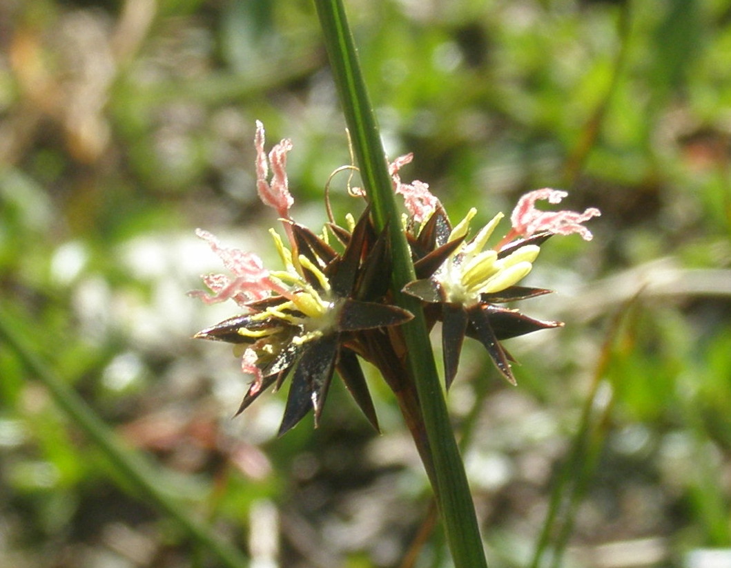 Juncus jacquinii / Giunco di Jacquin