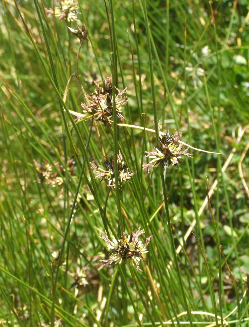 Juncus jacquinii / Giunco di Jacquin