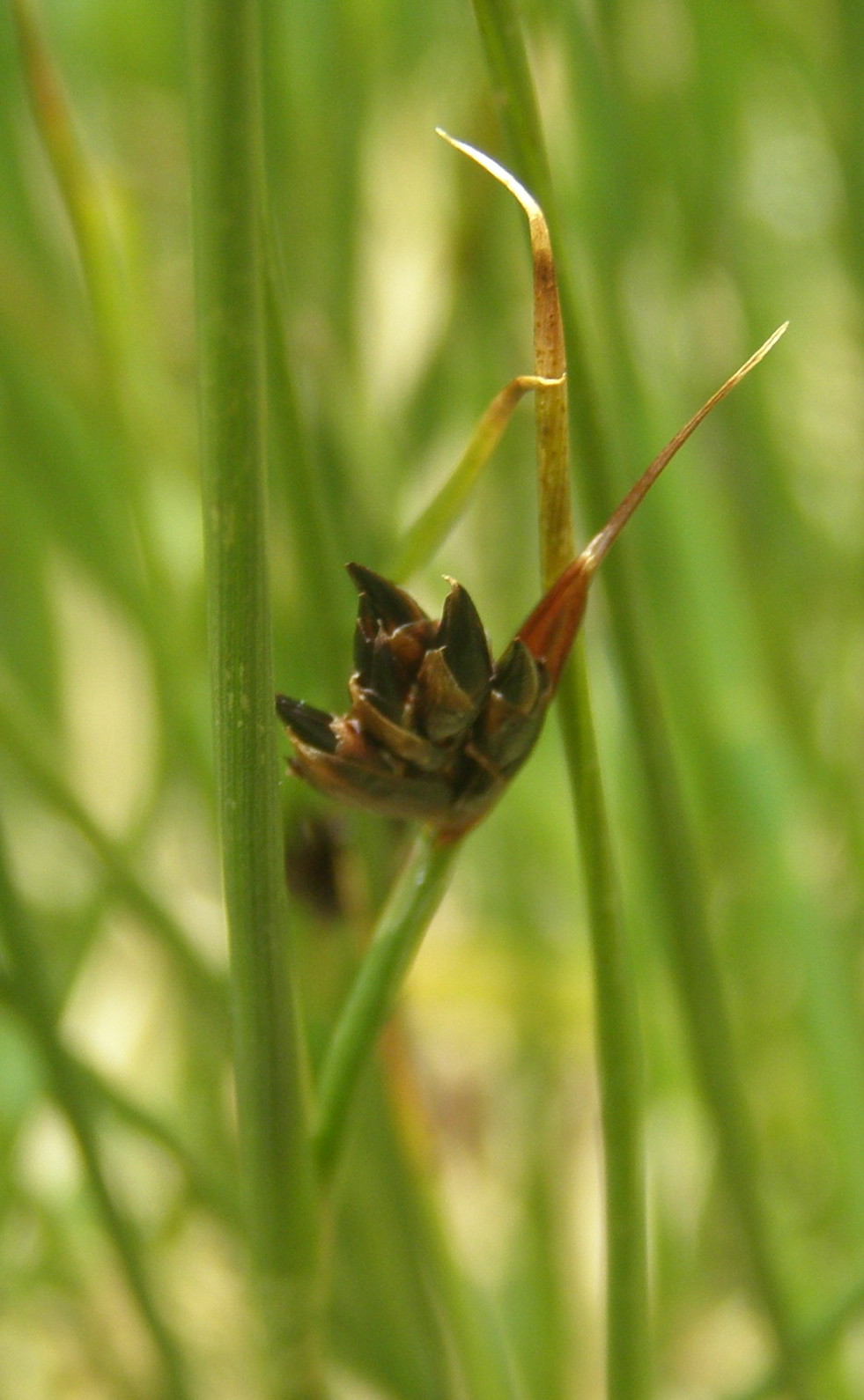 Juncus jacquinii / Giunco di Jacquin