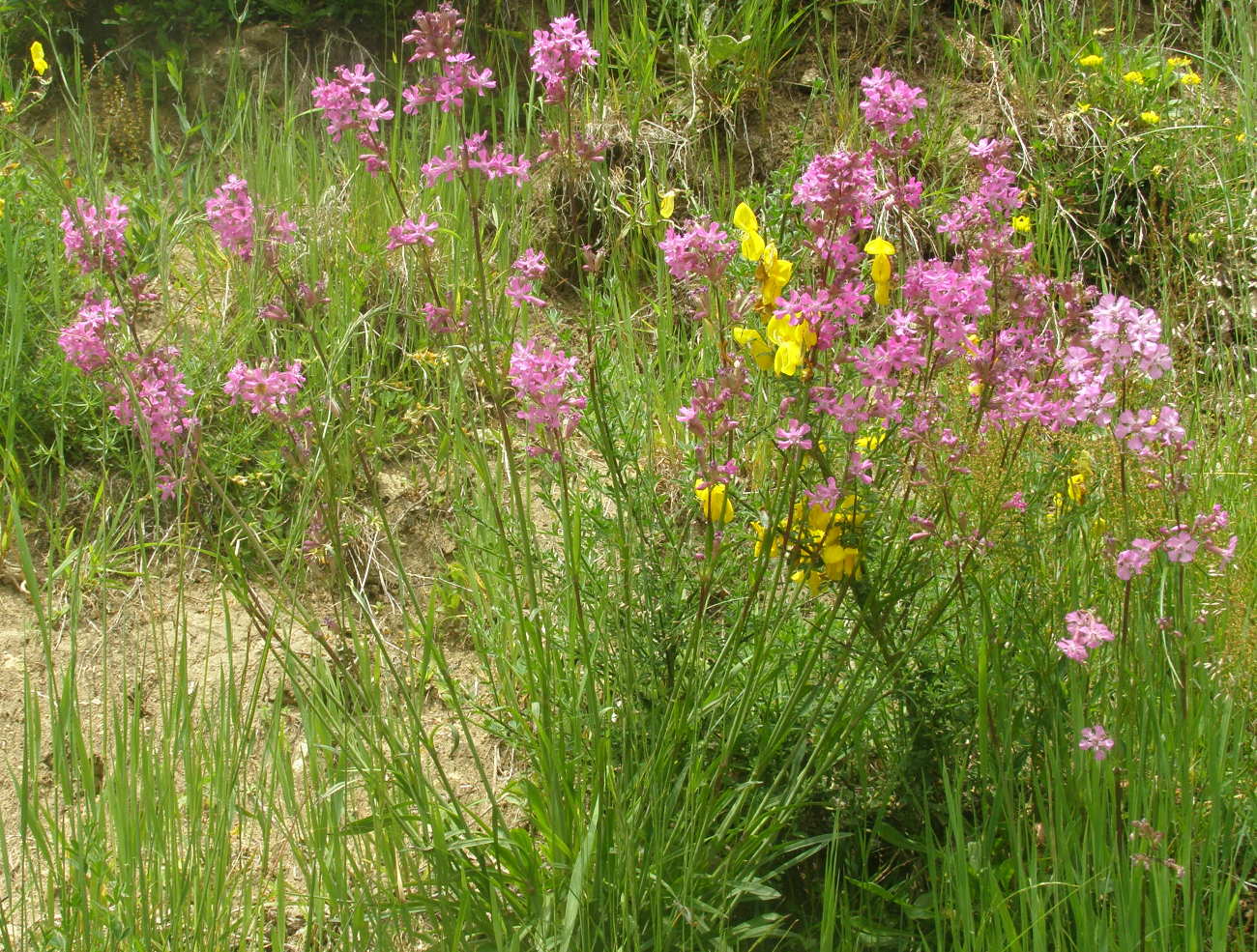Viscaria vulgaris (=Lychnis viscaria) /Crotonella vischiosa