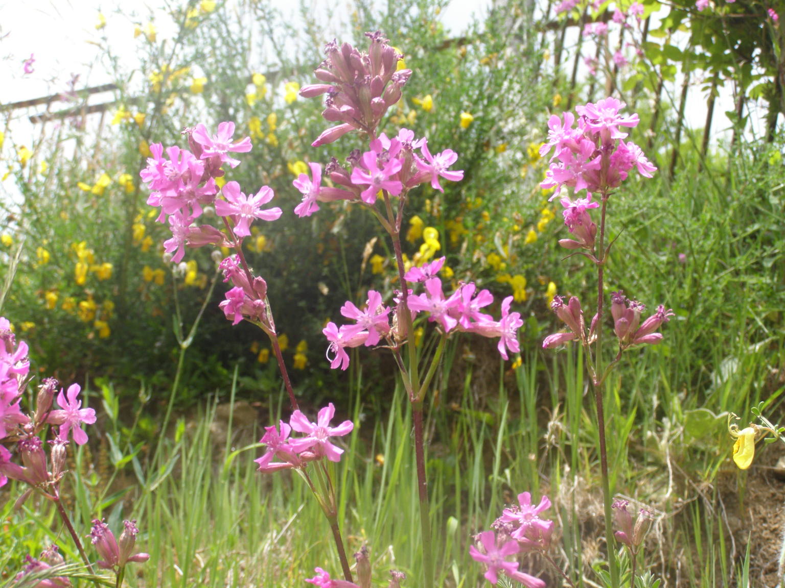 Viscaria vulgaris (=Lychnis viscaria) /Crotonella vischiosa