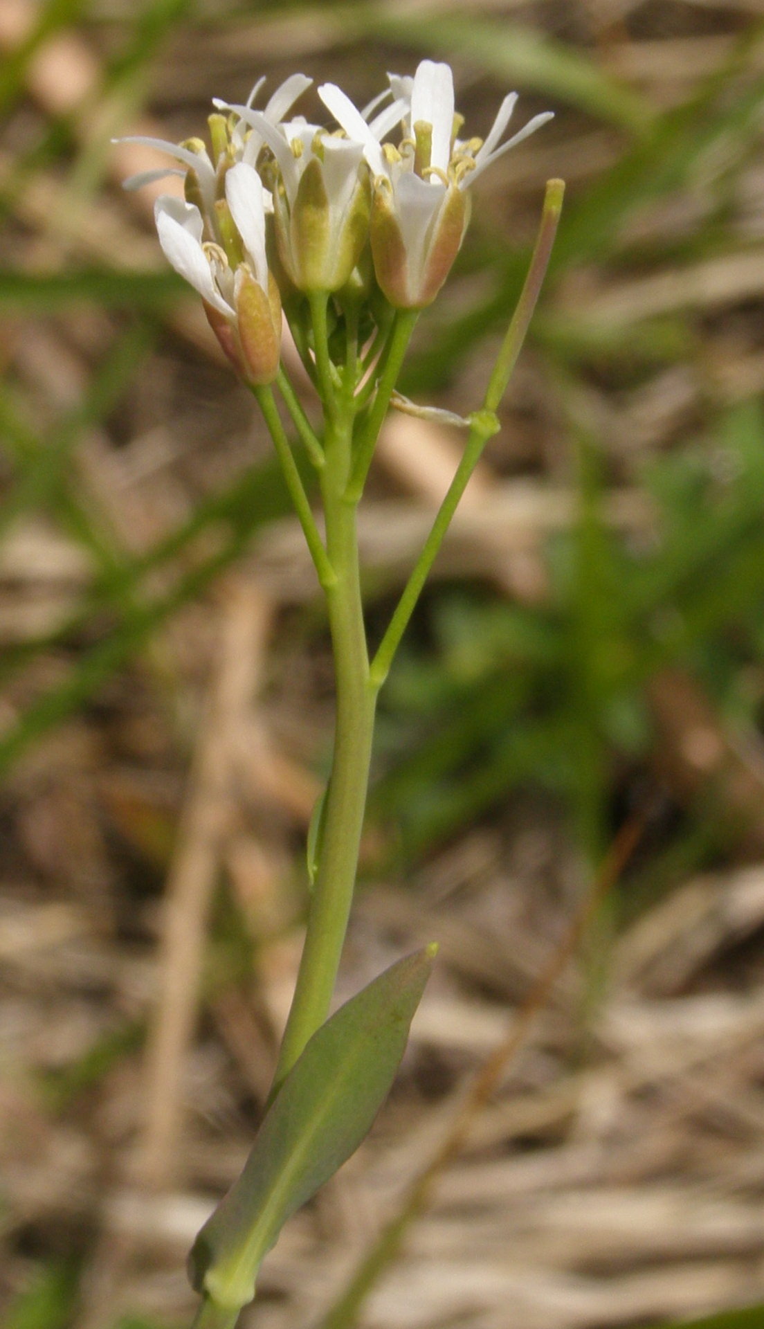 Fourraea alpina (=Arabis pauciflora) / Arabetta glauca