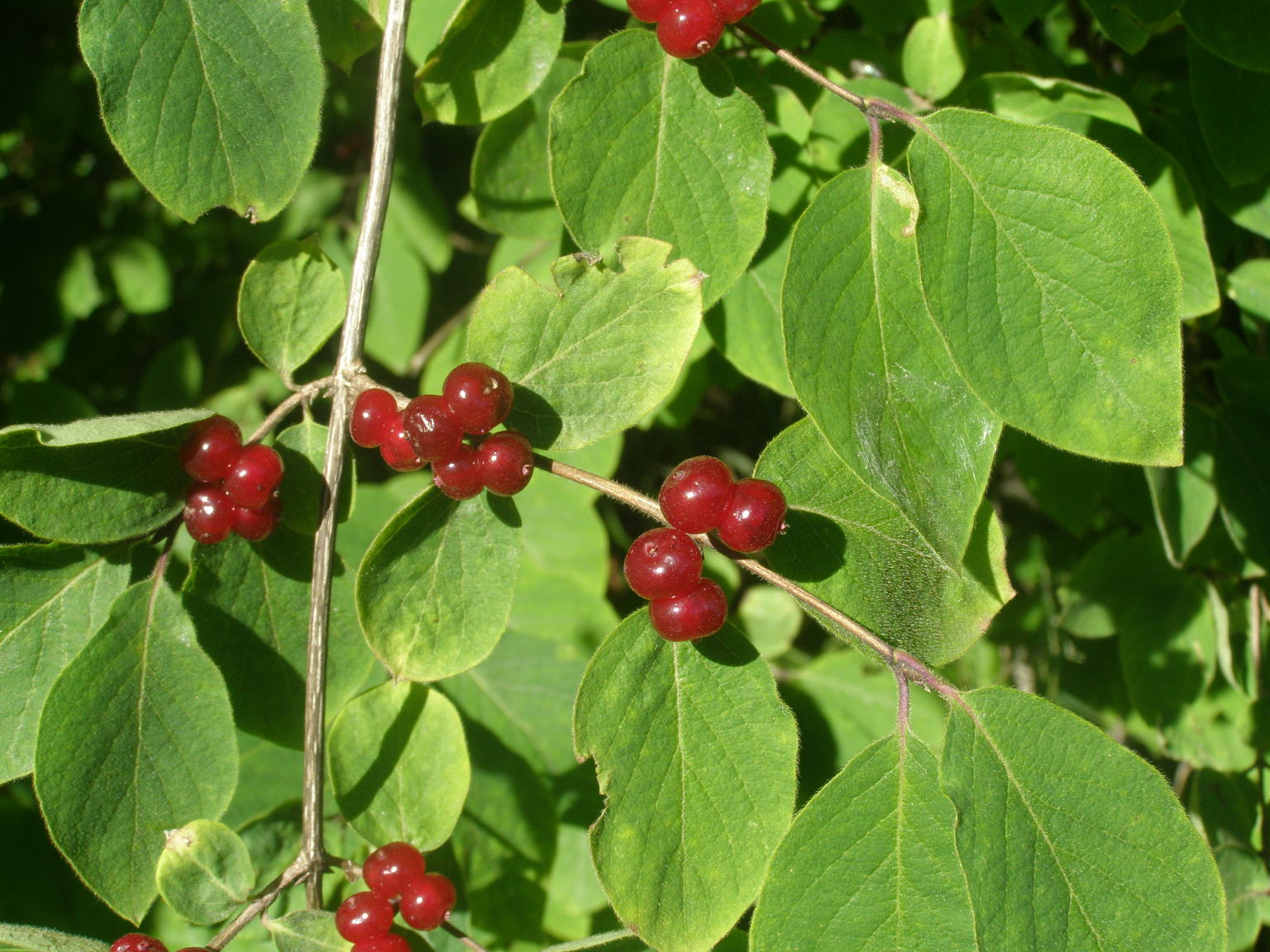 Lonicera xylosteum / Caprifoglio peloso