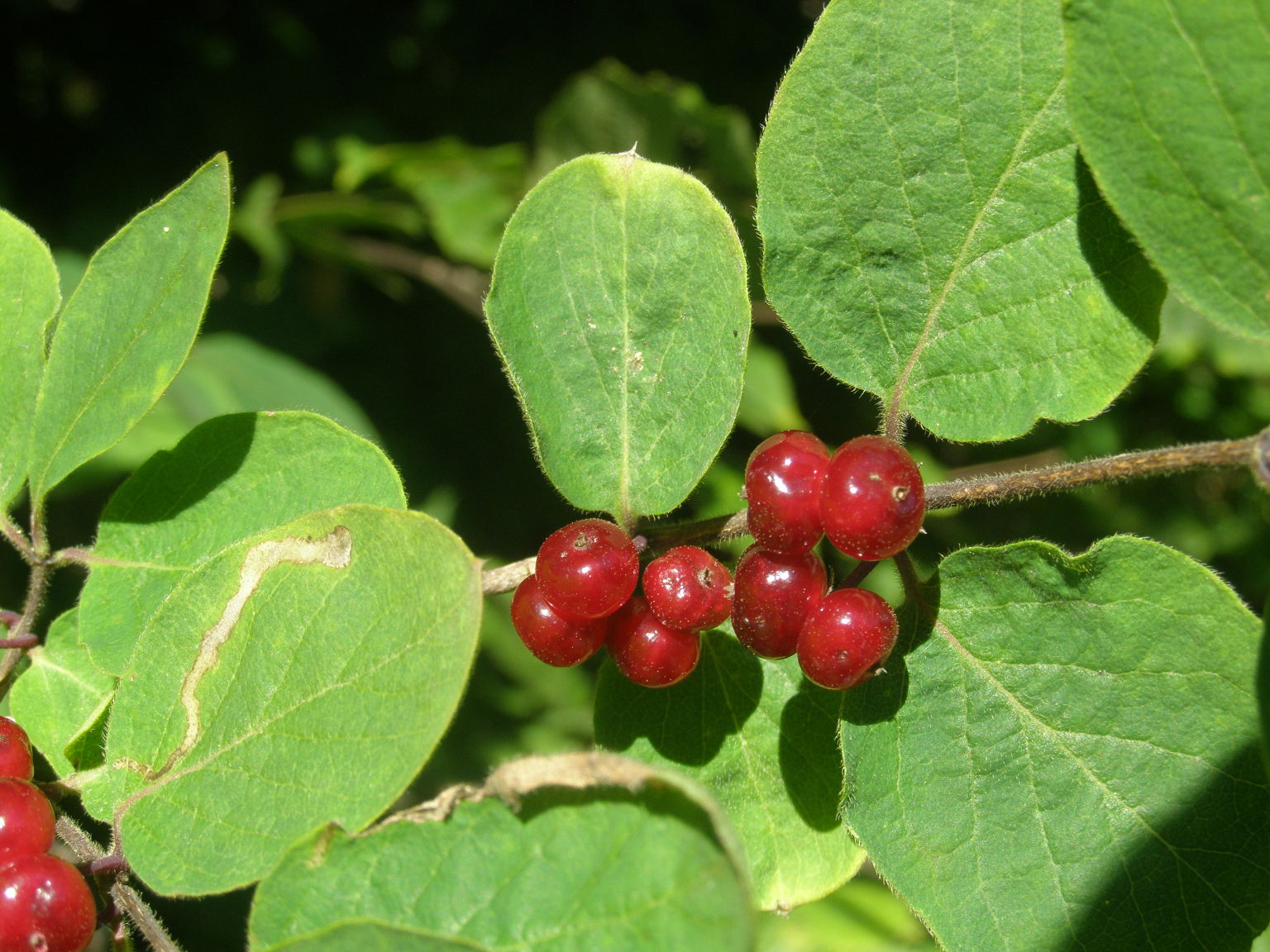 Lonicera xylosteum / Caprifoglio peloso